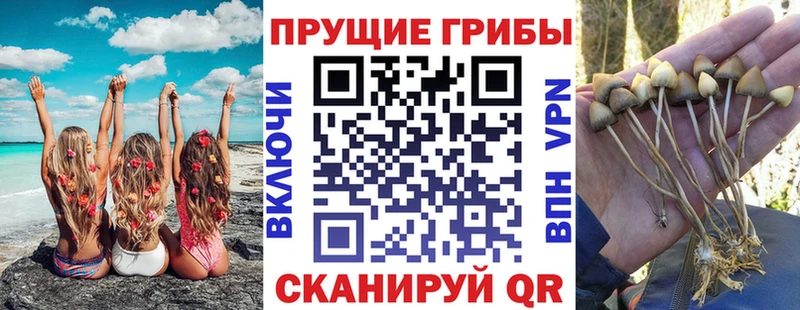 блэк спрут ссылки  Сертолово  мориарти официальный сайт  Псилоцибиновые грибы Psilocybe 